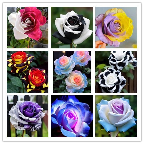 🔥50% de Réduction 🎁⏰Semences de roses rares mélangées