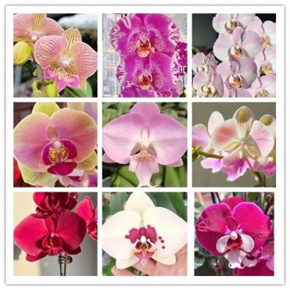 🔥50% de Réduction 🎁⏰Les graines d'orchidée papillon