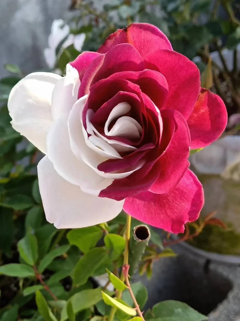 🔥50% de Réduction 🎁⏰Semences de roses rares mélangées