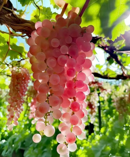 Grape Manor - raisins variés