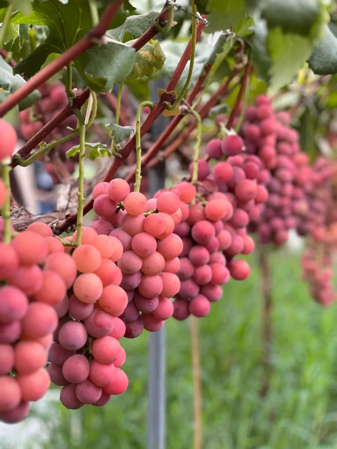🍇Graines de Raisin Reine Nina