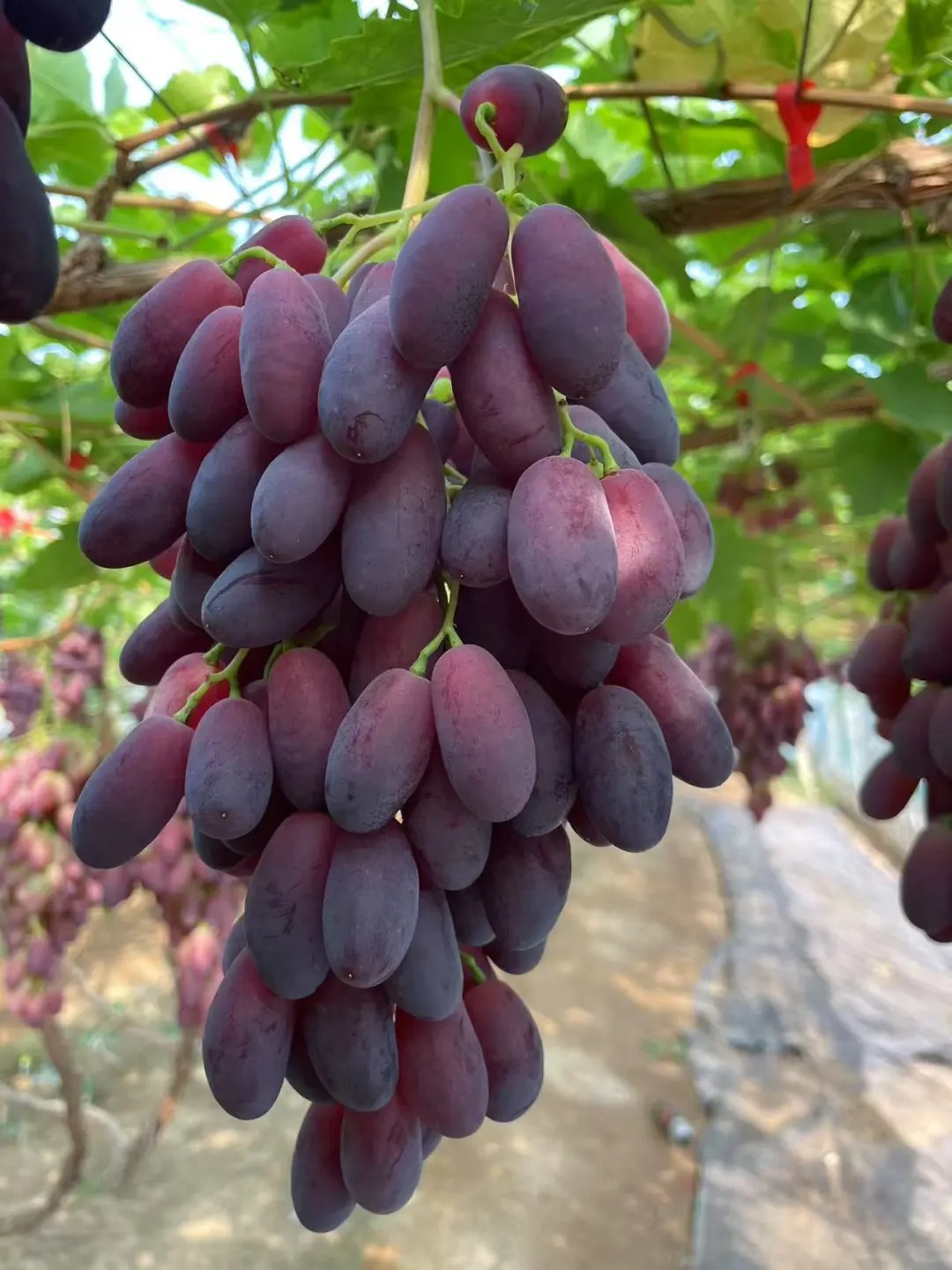 Raisins beauté romantique