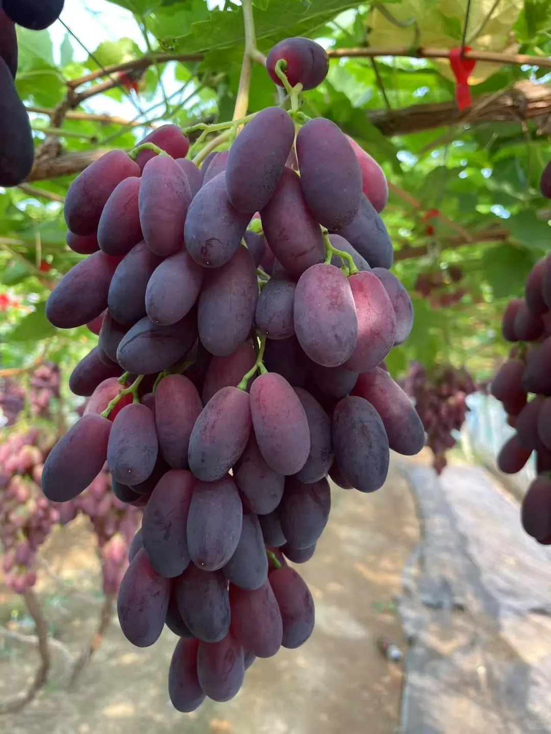 Raisins beauté romantique