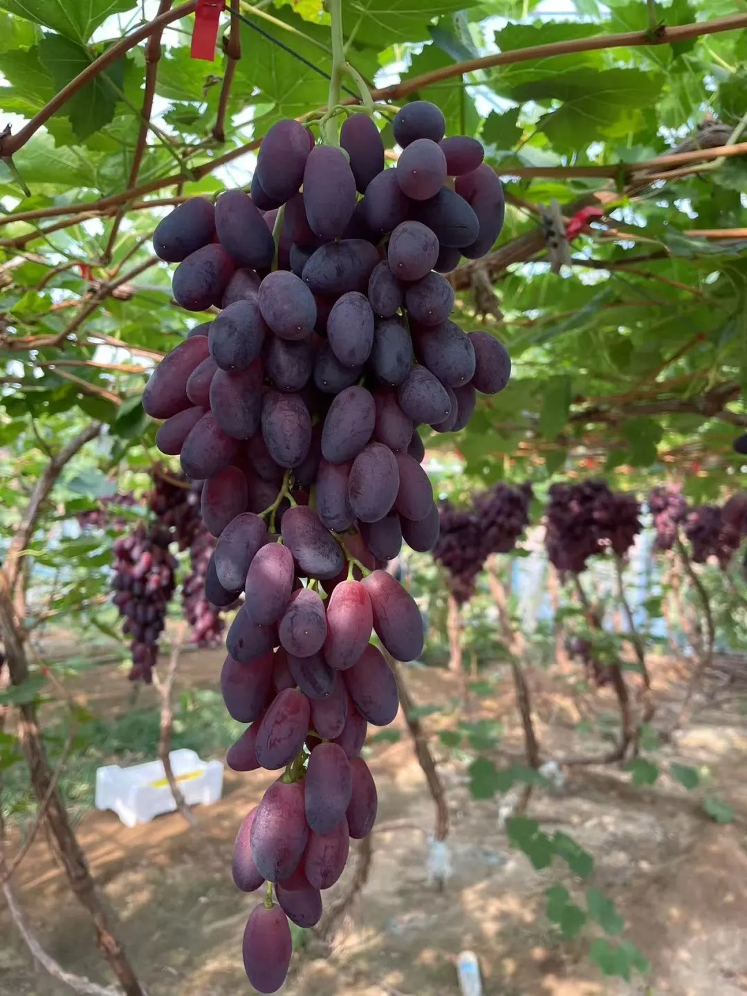 Raisins beauté romantique