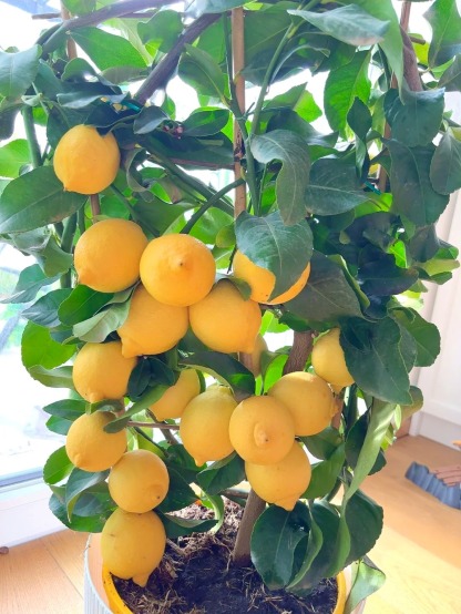 🔥🍋 Offre Éclair · Graines Bio de Citronnier en Pot