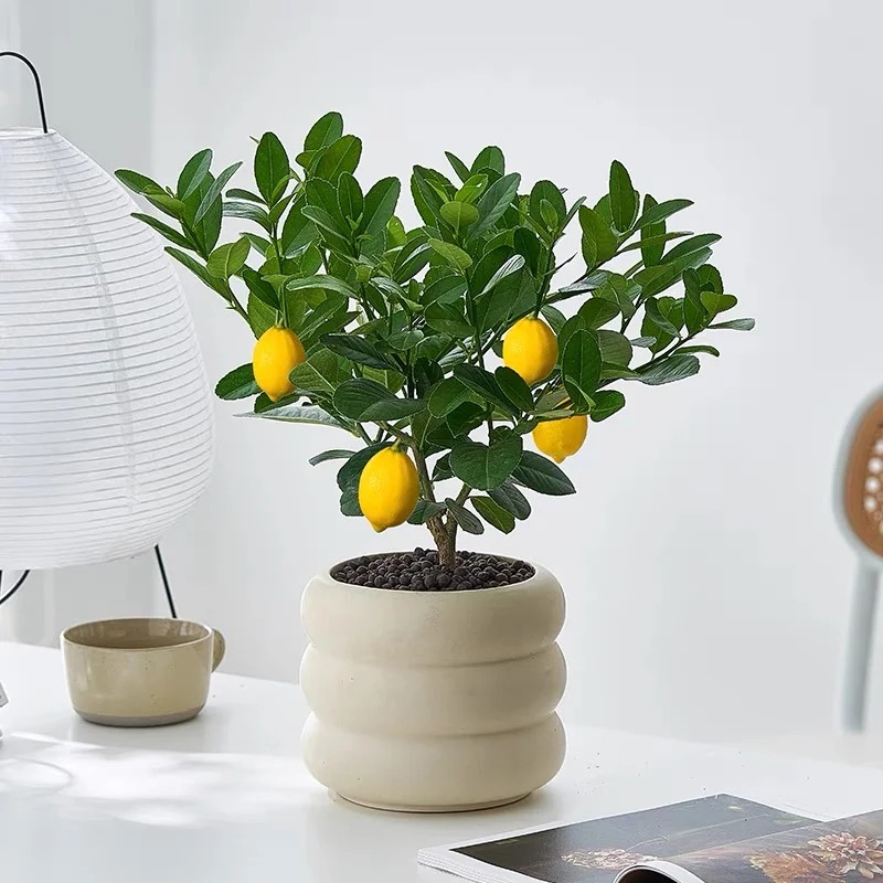 🔥🍋 Offre Éclair · Graines Bio de Citronnier en Pot