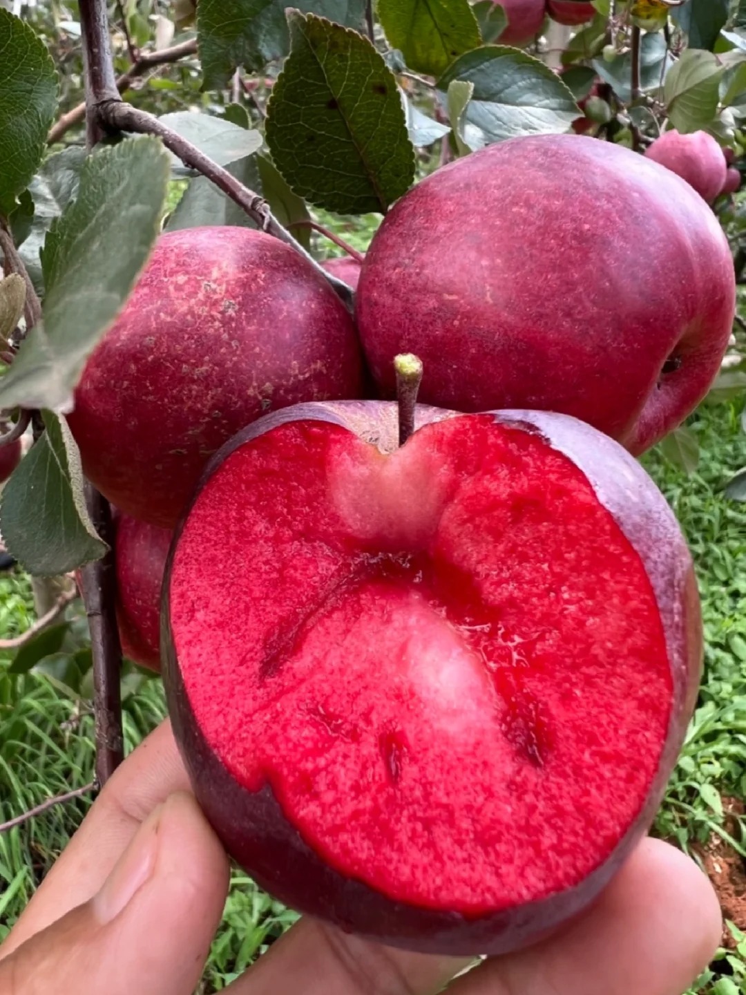 "Pomme Passion Éternelle : Graines Rares Cultivées par 12 Producteurs Français ❤️ 