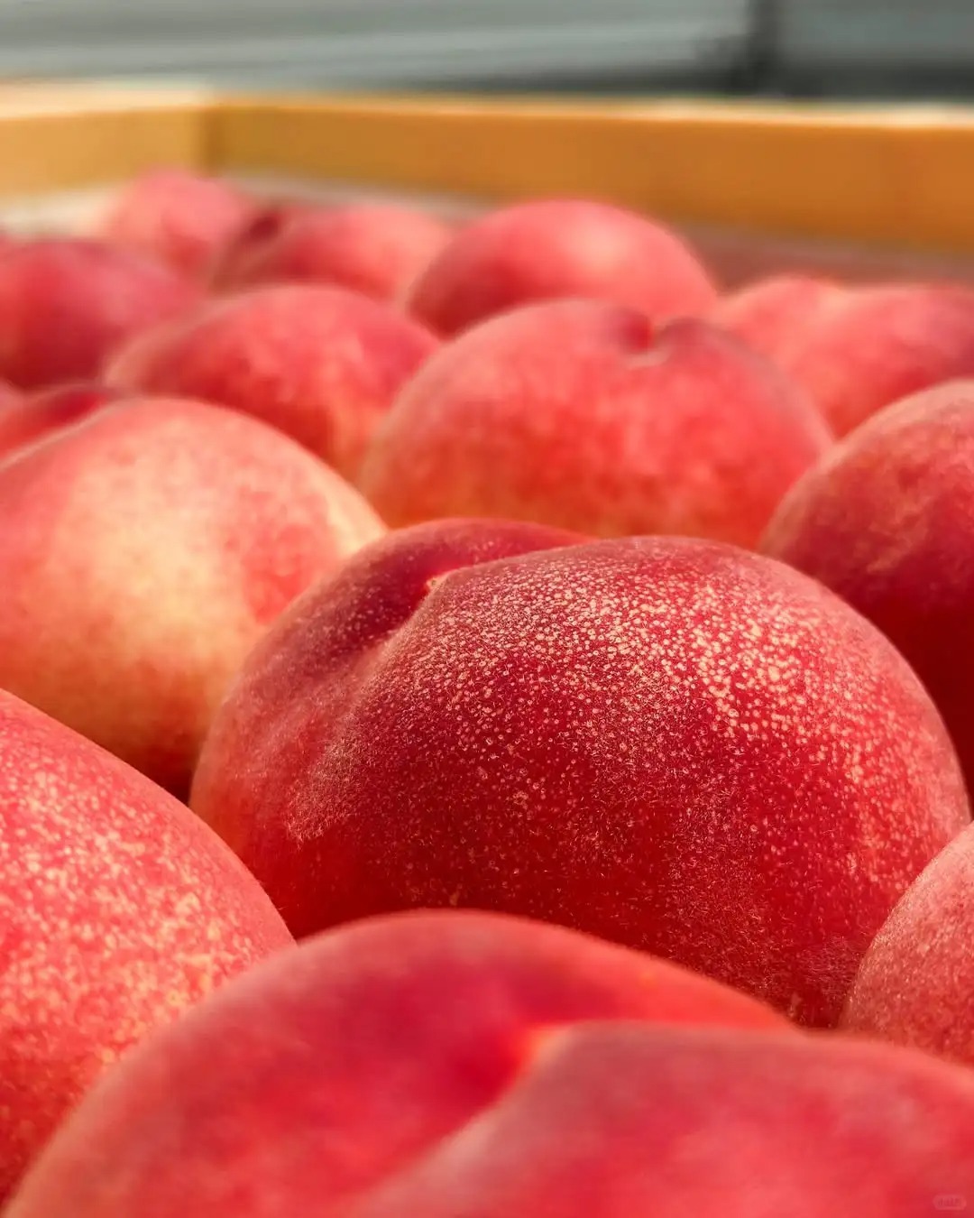 🍑 Graines de Pêcher - La Douceur du Sud dans Votre Jardin