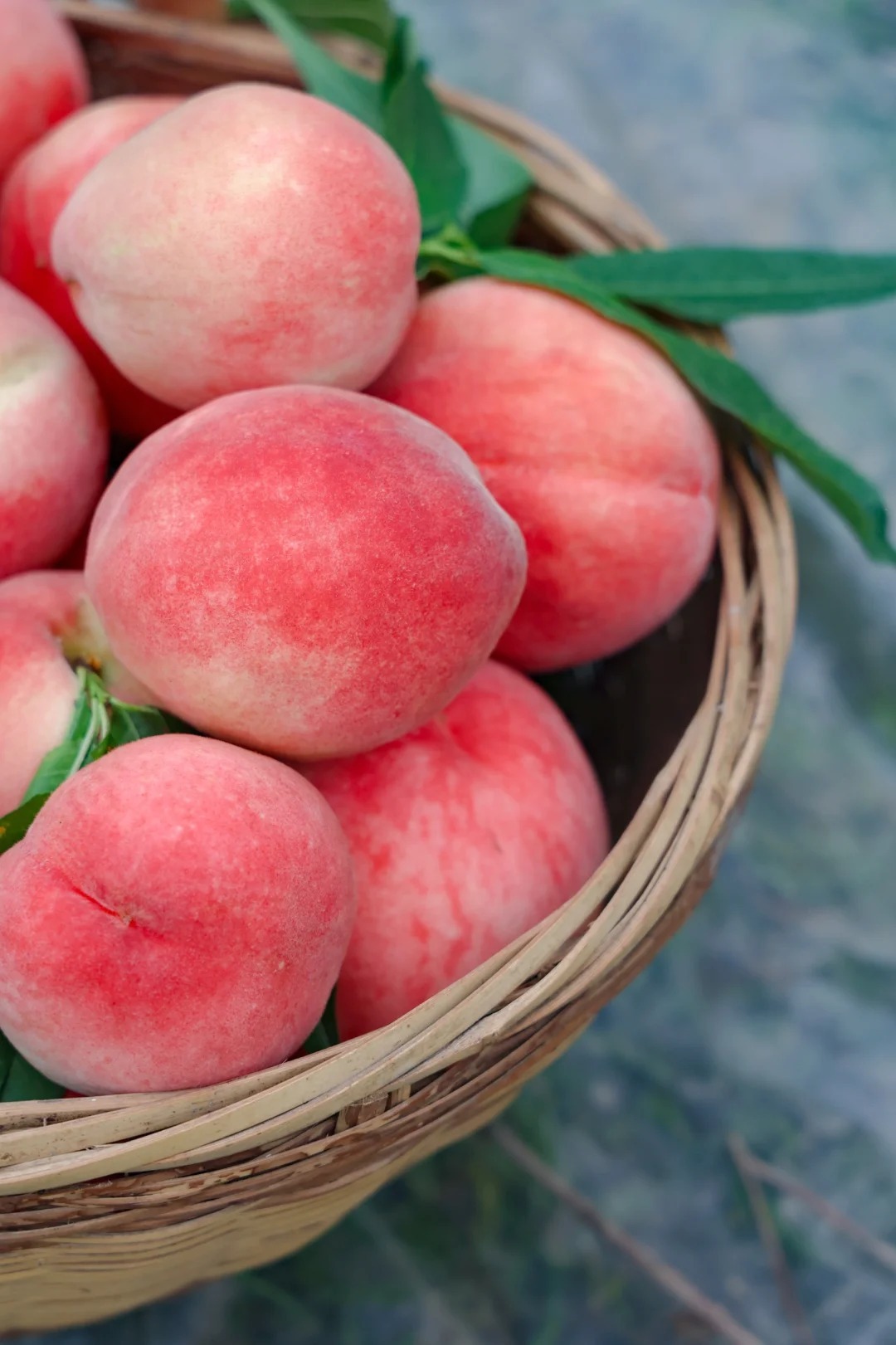 🍑 Graines de Pêcher - La Douceur du Sud dans Votre Jardin
