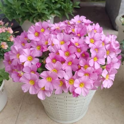 🌿 Bulbes d'Oxalis - Des Bijoux Végétaux pour Votre Intérieur !