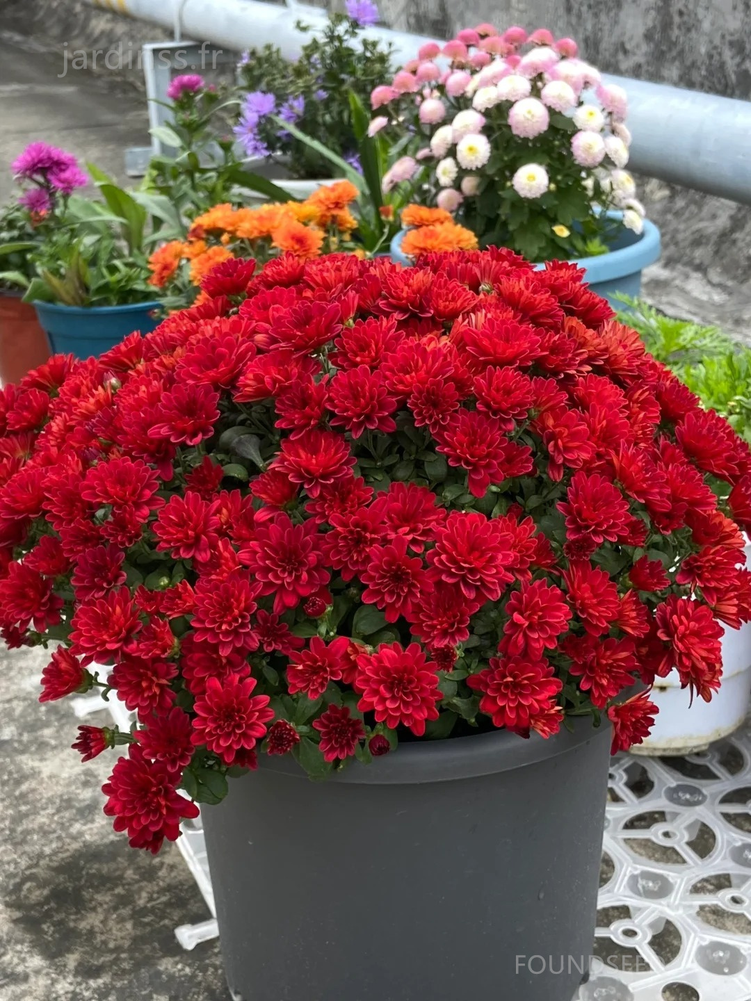 🔥30% de Réduction🌼Graines de Chrysanthème bonbon