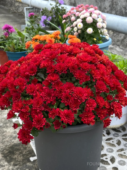 🔥30% de Réduction🌼Graines de Chrysanthème bonbon