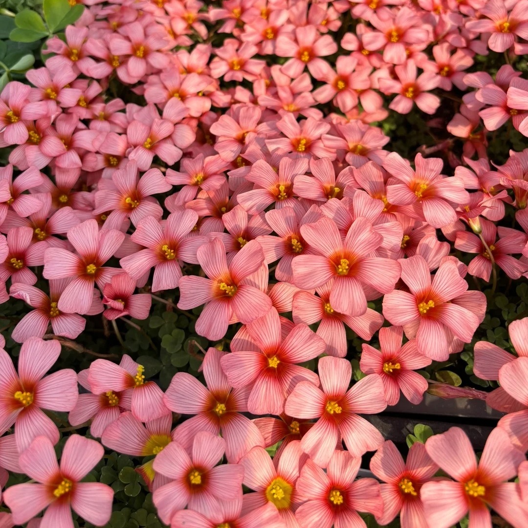 🌿 Bulbes d'Oxalis - Des Bijoux Végétaux pour Votre Intérieur !