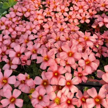 🌿 Bulbes d'Oxalis - Des Bijoux Végétaux pour Votre Intérieur !