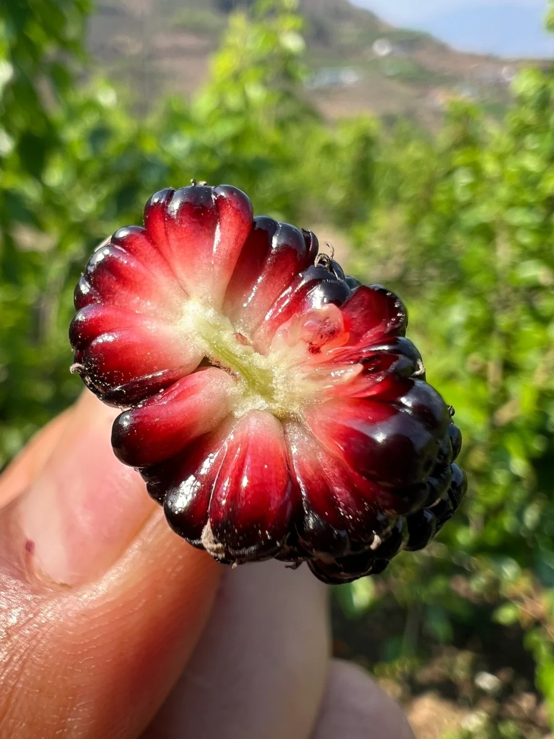 50% OFF🍇 Graines de Mûres Sweet Giant 🌿