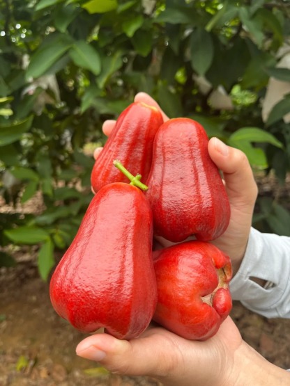 🌸 Graines de Jambose (Pomme Rose) - L'Exotisme à Portée de Main