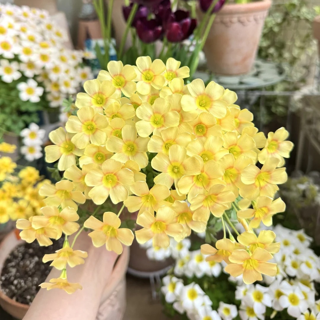 50 % de réduction sur les graines de rose du désert