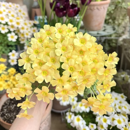 50 % de réduction sur les graines de rose du désert