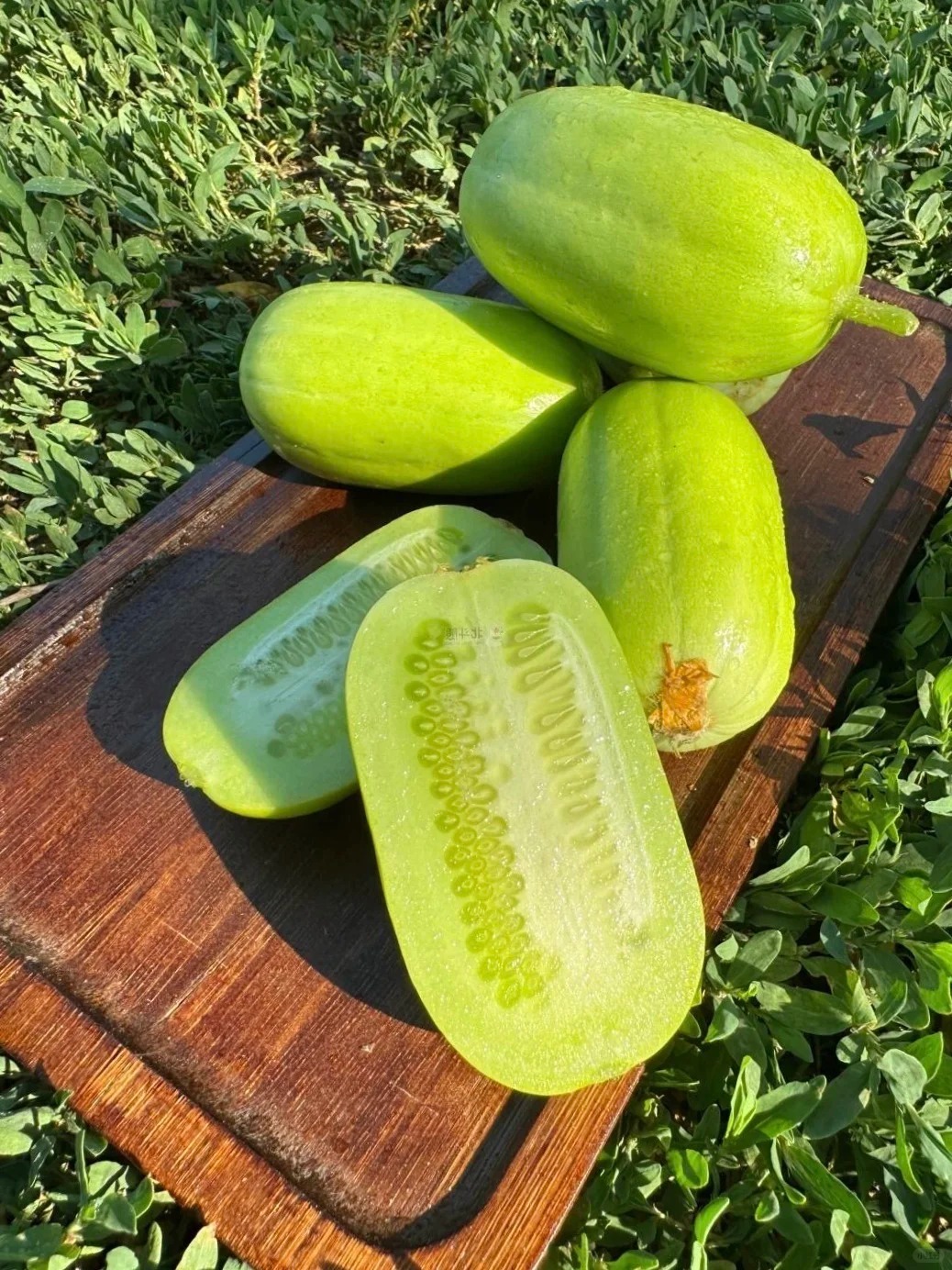 🌱Graines de concombre🌿✨