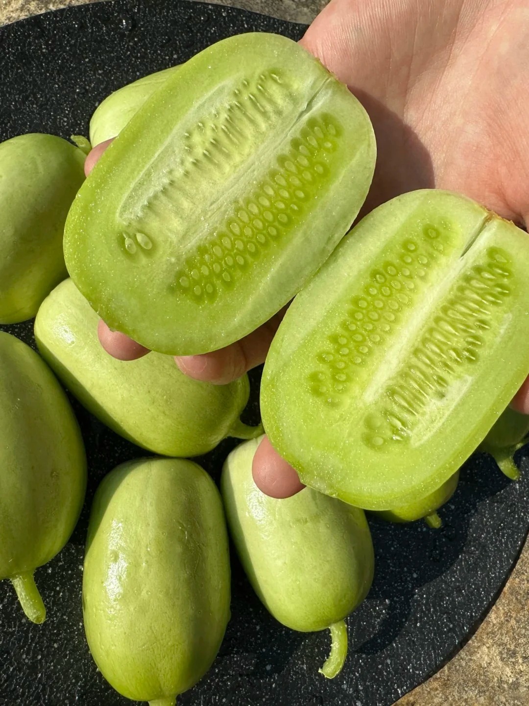 🌱Graines de concombre🌿✨