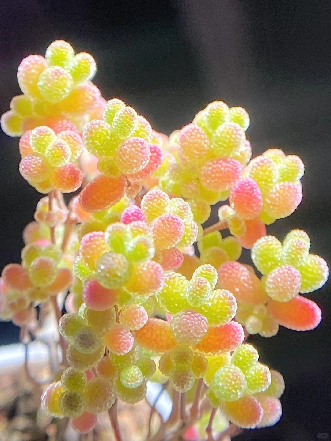 🍬Graines de Drosanthemum Globuleux