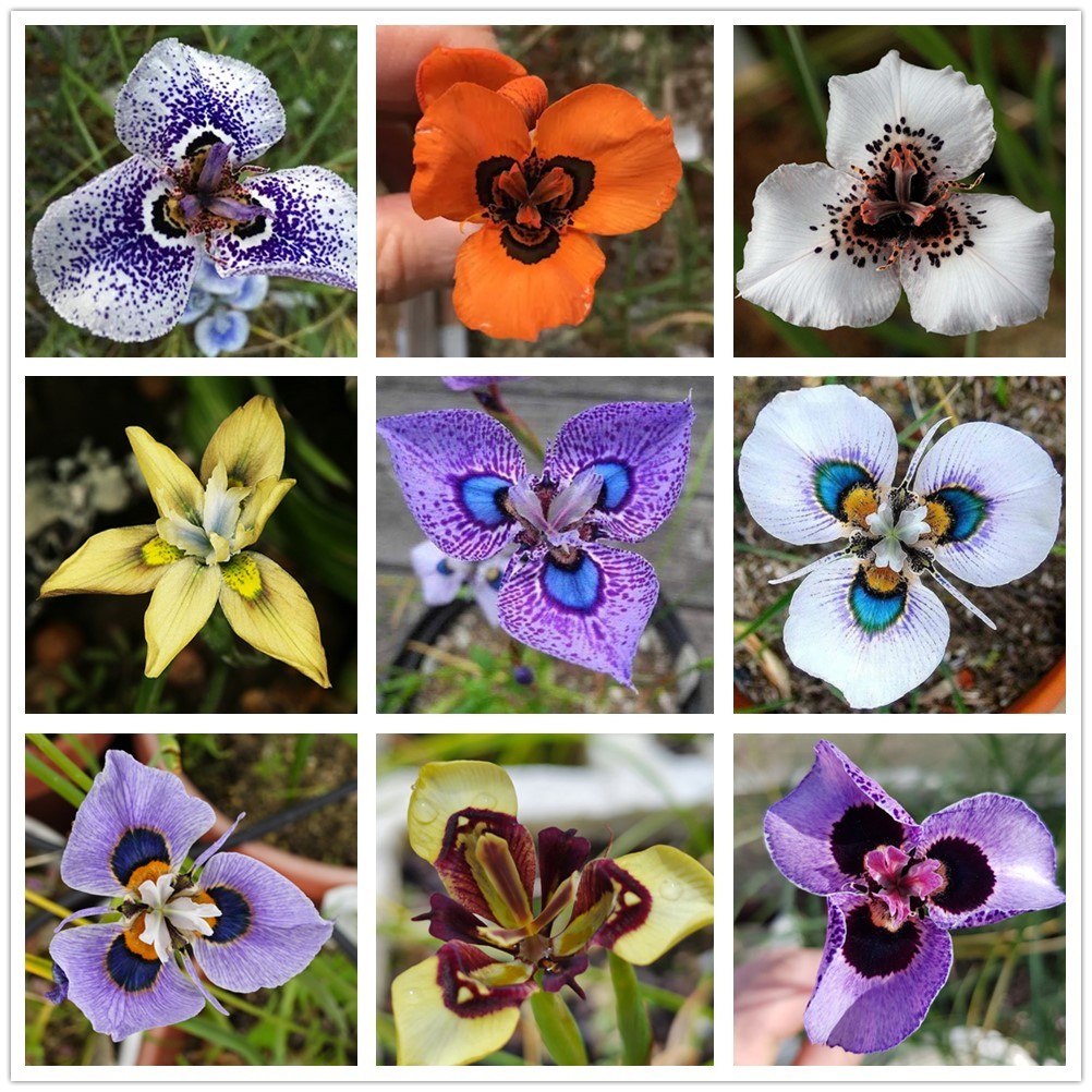 Graines de Moraea peacockii