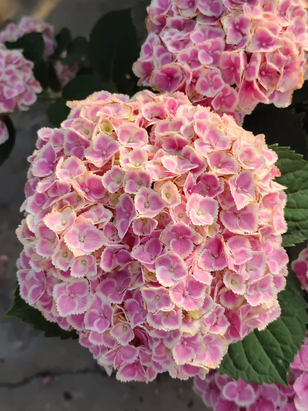 🔥50% de Réduction 🎁Graines d'hortensia