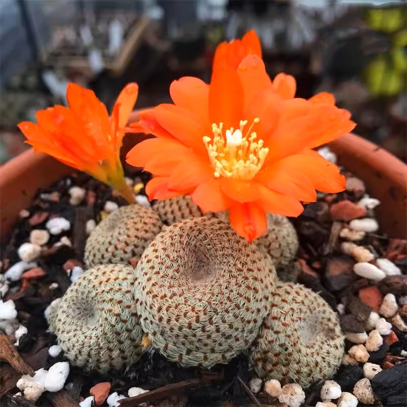 🔥50% de Réduction🌵🌵Graines de Cactus 🌵