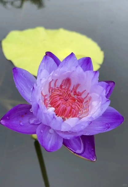 🌸【Germination en 7 jours】Vente du dernier jour - 50 % de réduction💐Le bol à bonsaï sacré fleur de lotus
