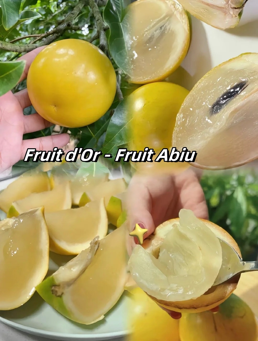 🔥50% de Réduction 🥭🥭Graines de Fruit d'Or - Fruit Abiu - Pouteria caimito
