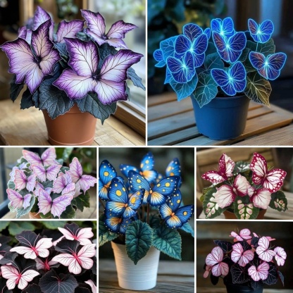 🔥🔥 50% de réduction 🎁 🌈 Graines de Caladium Rares