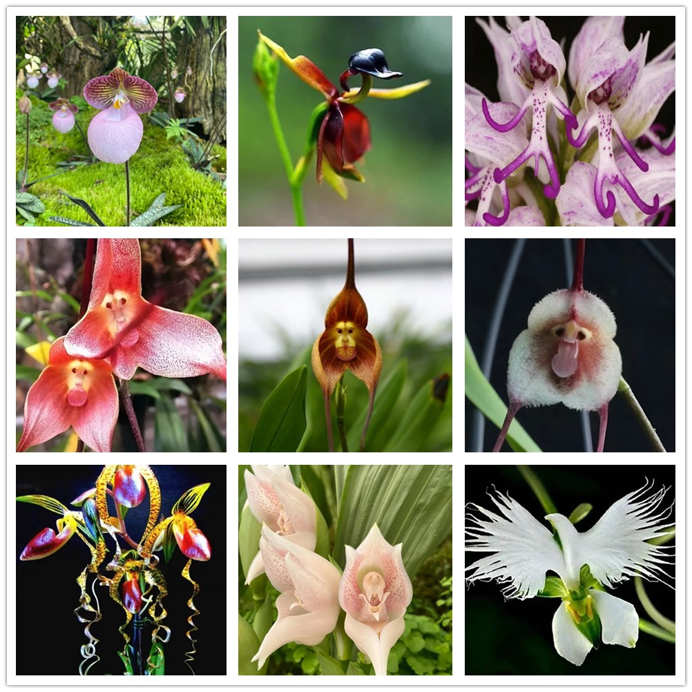 🔥 50% de Réduction 🎁🌈Graines d'orchidées mystérieuses