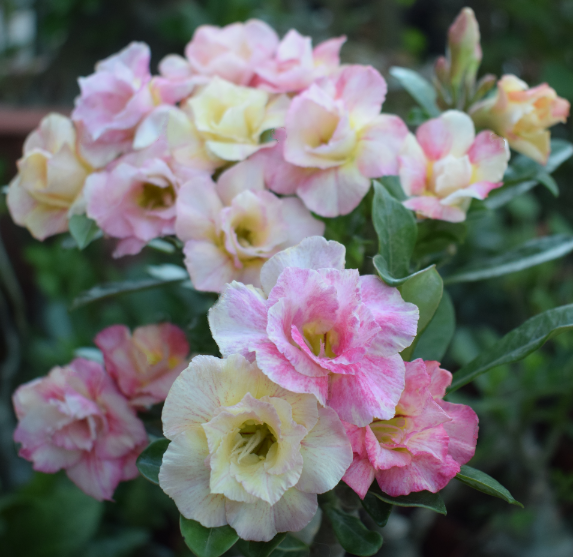 🌵 Bulbes de Rose du Désert - Une Perle Exotique pour Votre Jardin🌸