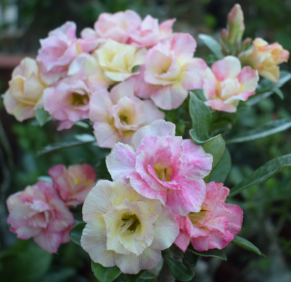 🌵 Bulbes de Rose du Désert - Une Perle Exotique pour Votre Jardin🌸