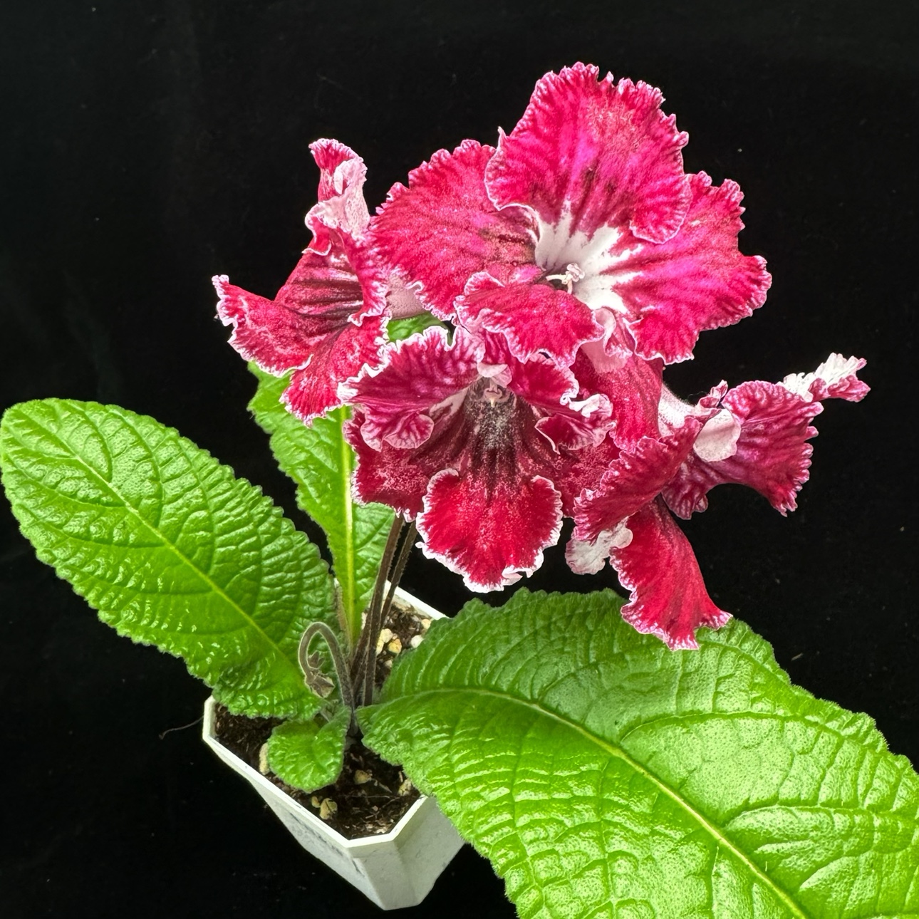 Viola gesneria—— Le Diamant Végétal Prêt-à-Fleurir 🌿