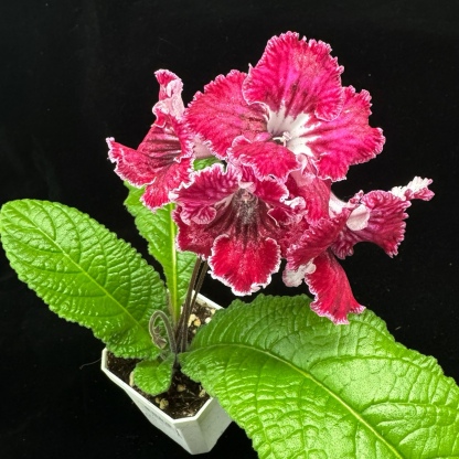 Viola gesneria—— Le Diamant Végétal Prêt-à-Fleurir 🌿