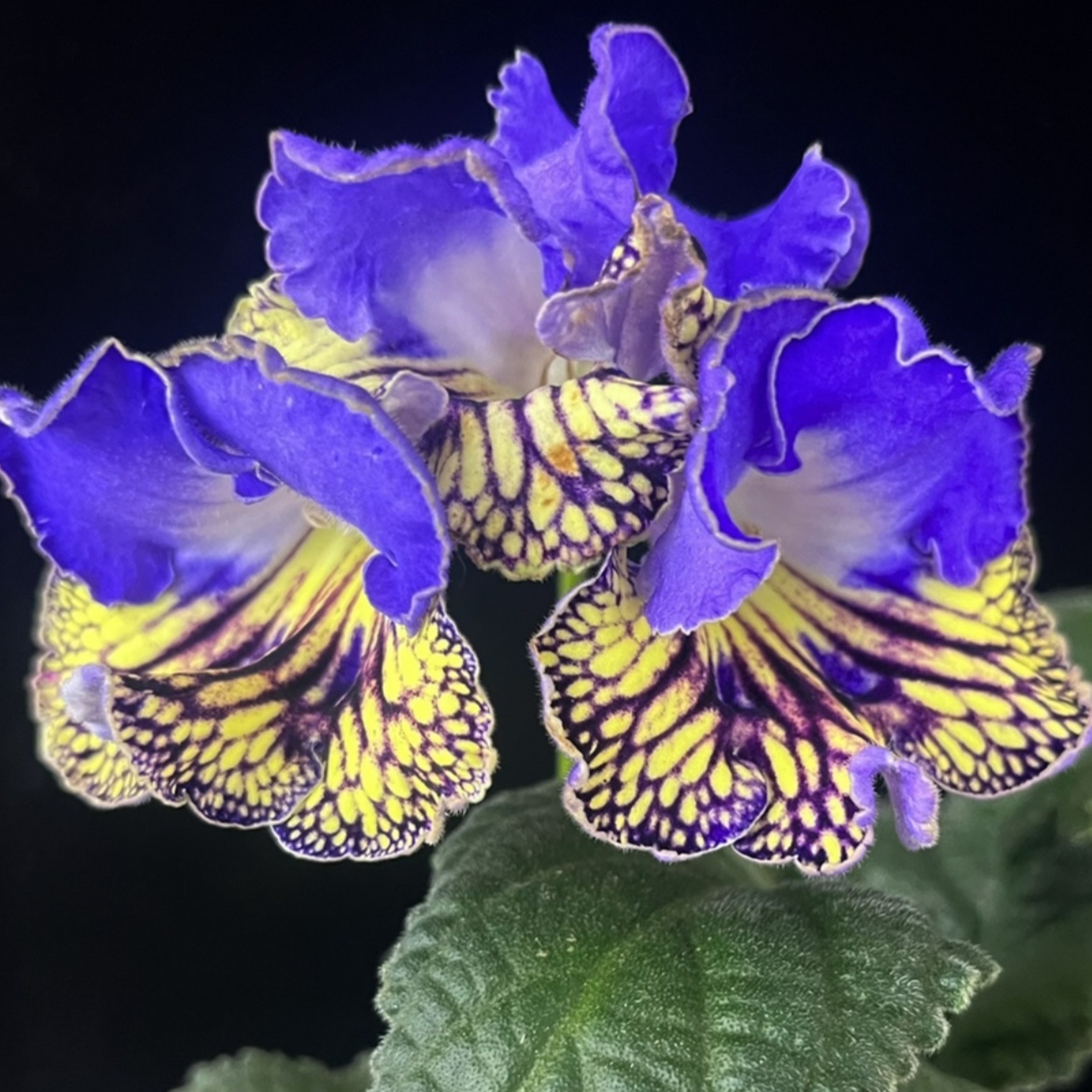 Viola gesneria—— Le Diamant Végétal Prêt-à-Fleurir 🌿