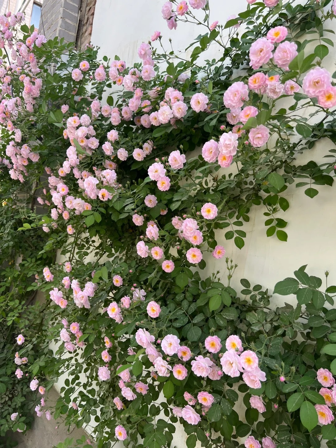 🎁30% de Réduction 🌸 🌸Graines de Rosiers Grimpants