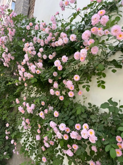 🎁30% de Réduction 🌸 🌸Graines de Rosiers Grimpants