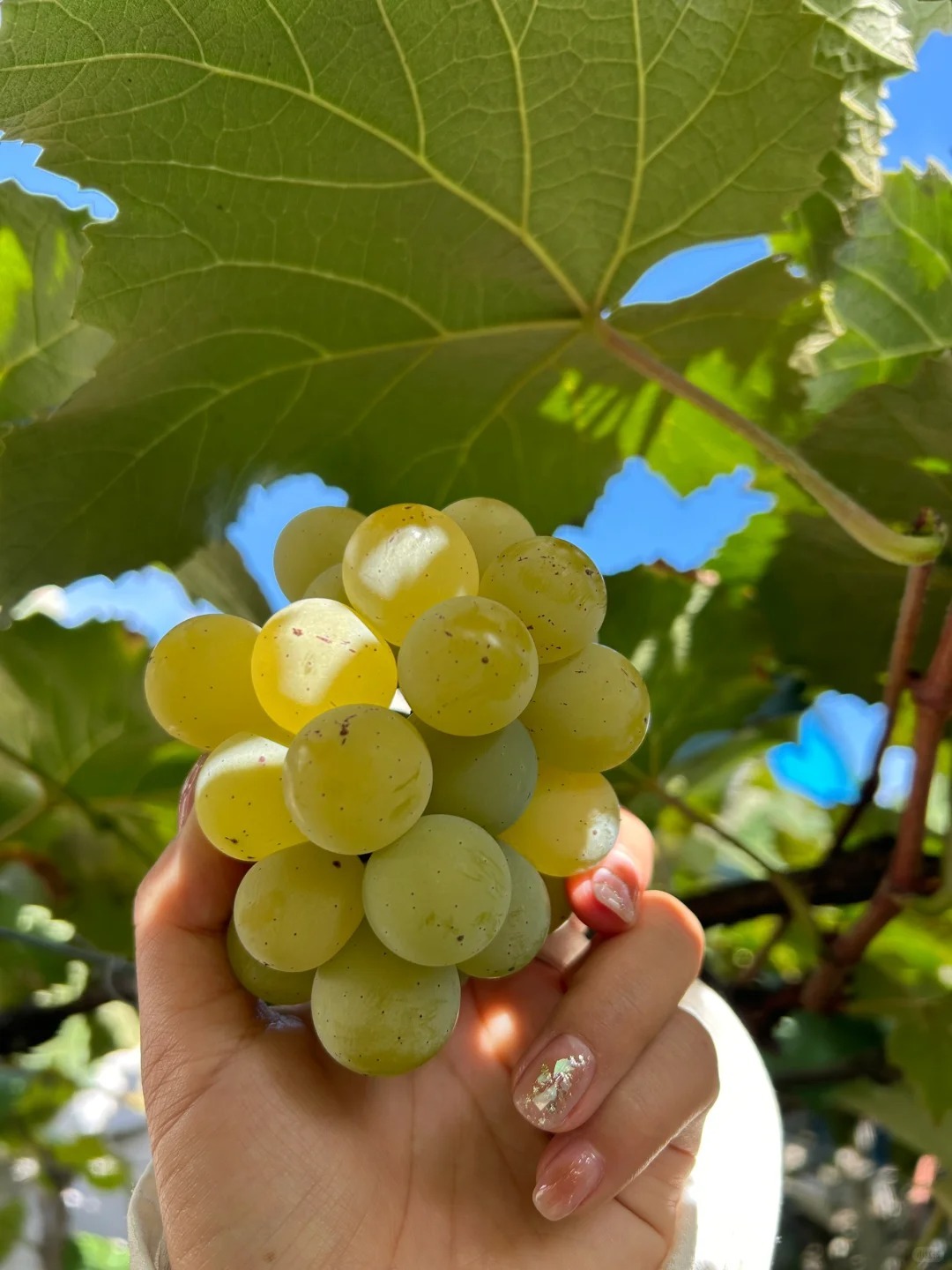 Raisins beauté romantique