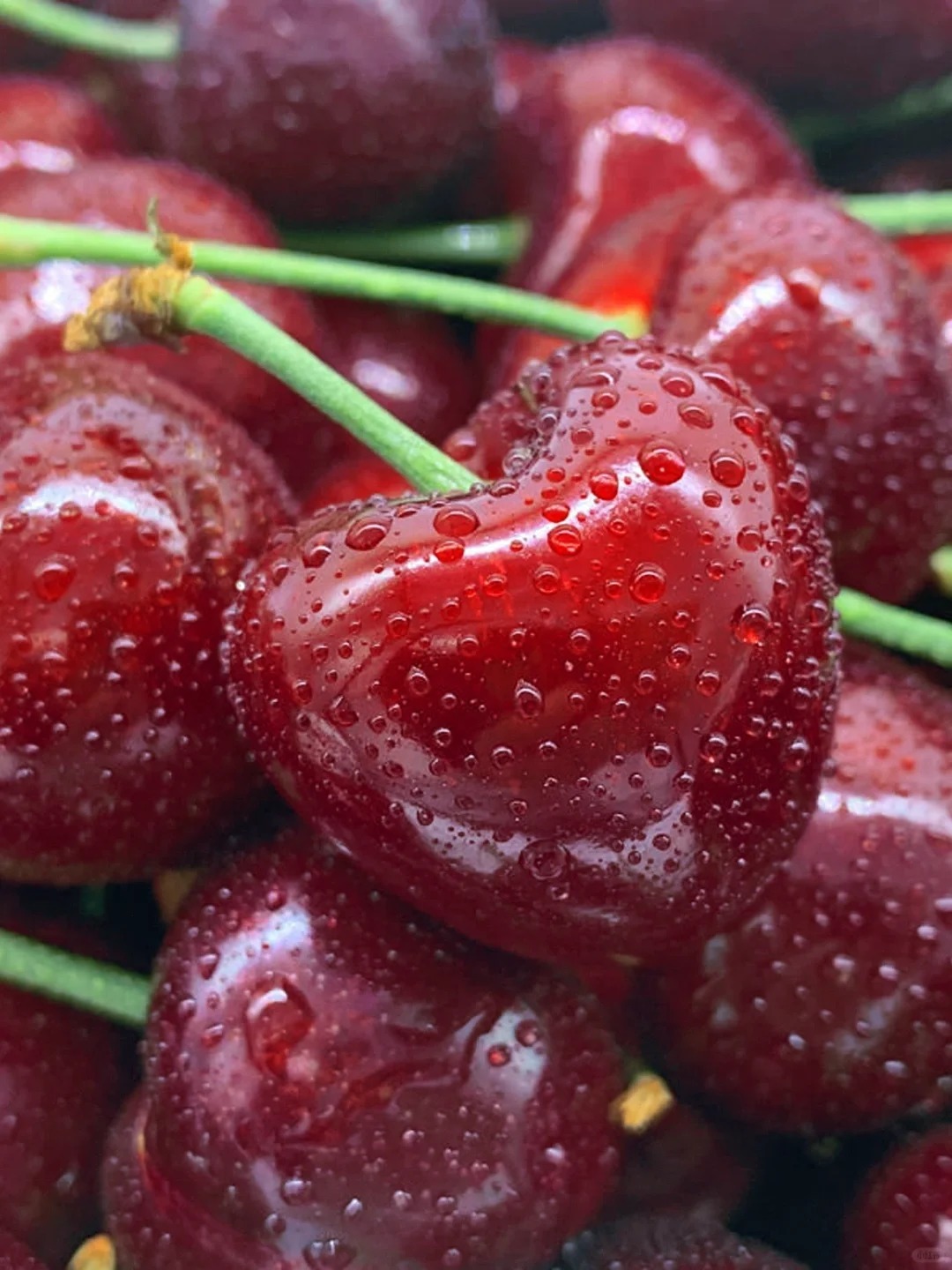 🍒🌳 Cherry potted seeds🌱