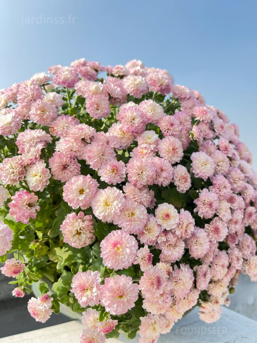 🔥30% de Réduction🌼Graines de Chrysanthème bonbon