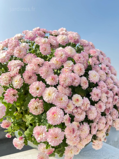 🔥30% de Réduction🌼Graines de Chrysanthème bonbon