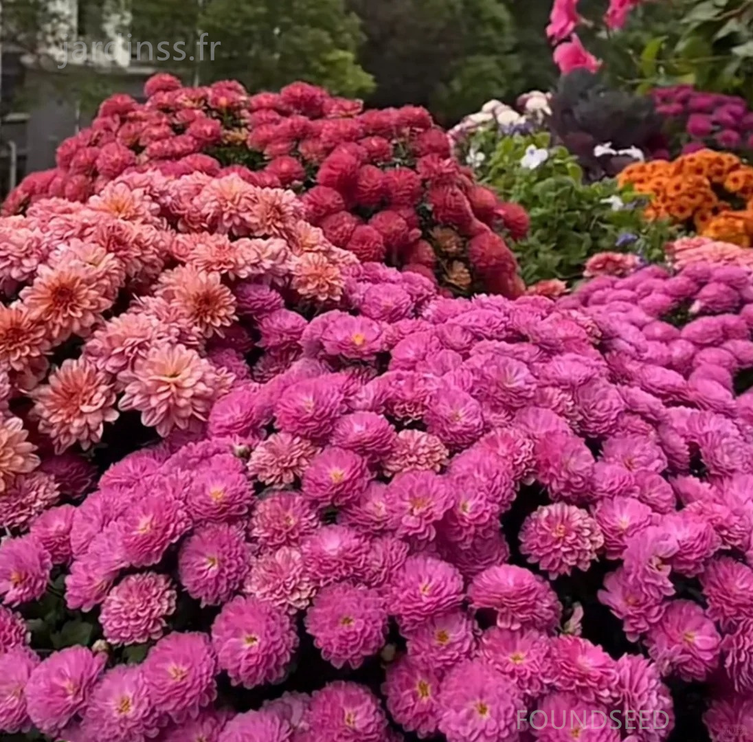🔥30% de Réduction🌼Graines de Chrysanthème bonbon