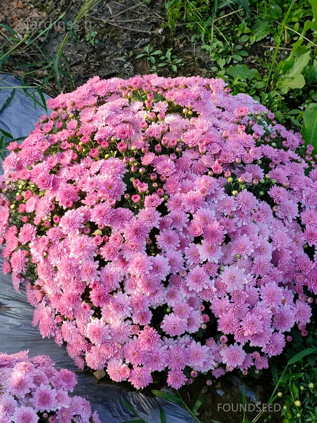 🔥30% de Réduction🌼Graines de Chrysanthème bonbon