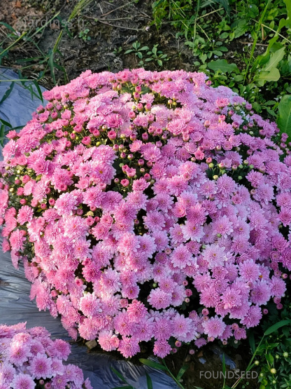 🔥30% de Réduction🌼Graines de Chrysanthème bonbon