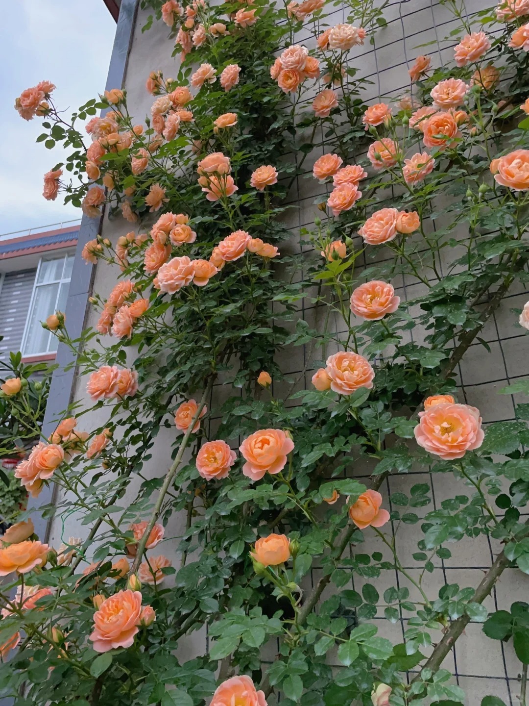 🎁30% de Réduction 🌸 🌸Graines de Rosiers Grimpants