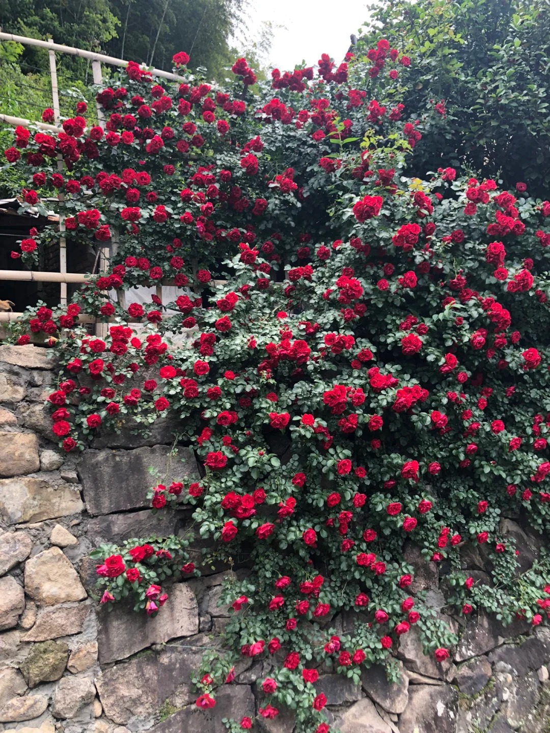 🎁30% de Réduction 🌸 🌸Graines de Rosiers Grimpants