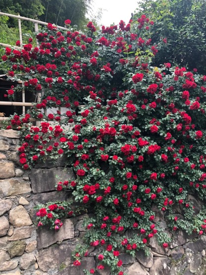 🎁30% de Réduction 🌸 🌸Graines de Rosiers Grimpants