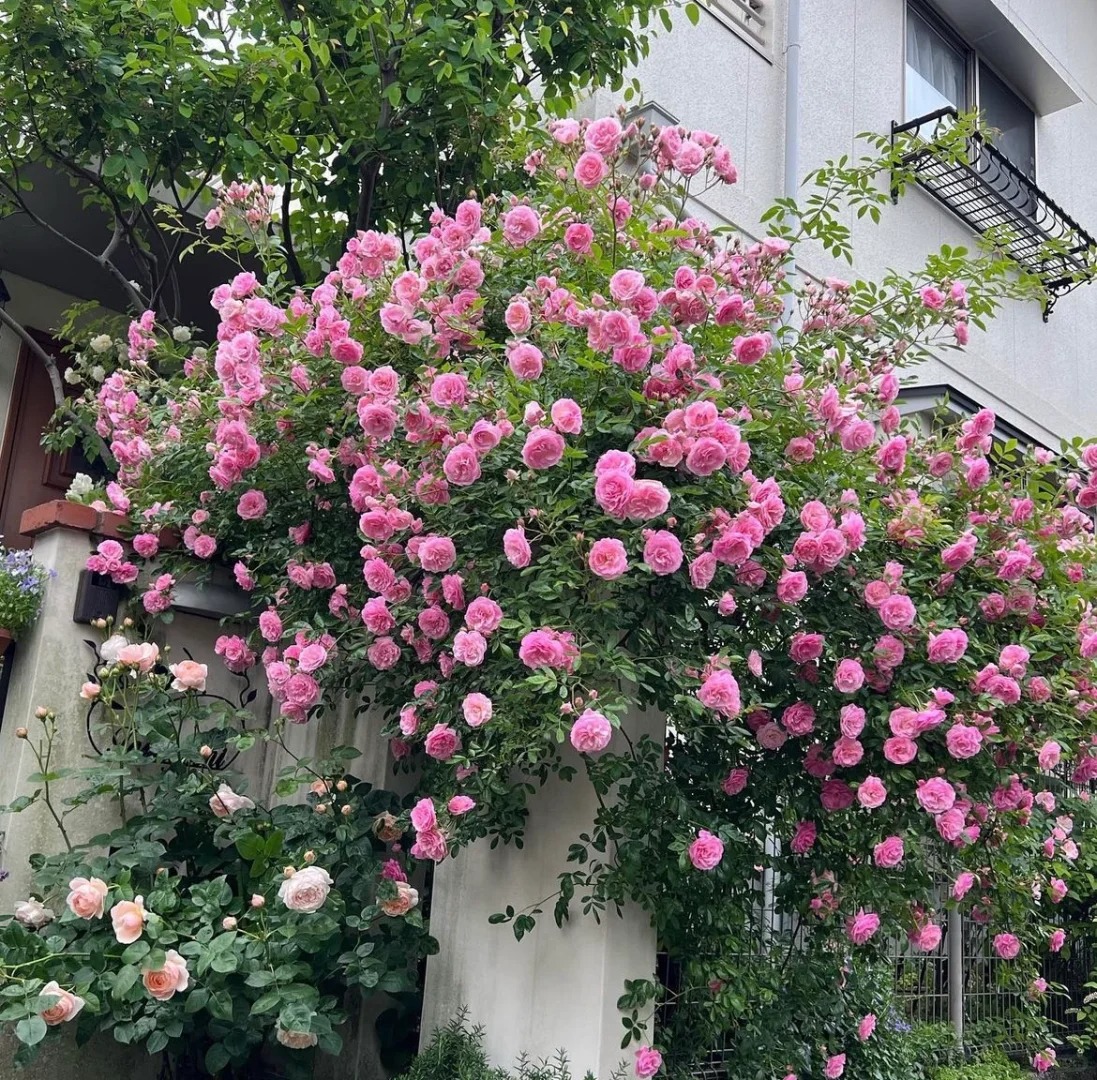 🎁30% de Réduction 🌸 🌸Graines de Rosiers Grimpants